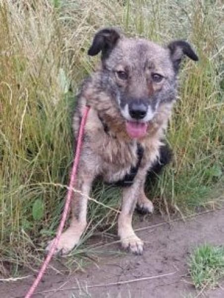 Schnuppi 35 cm (Pflegestelle)