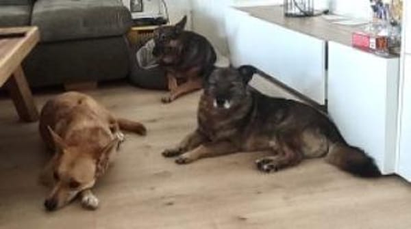 Schnuppi 35 cm (Pflegestelle)