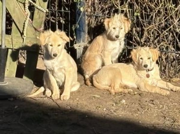 SAMSARA sucht ihre Familie