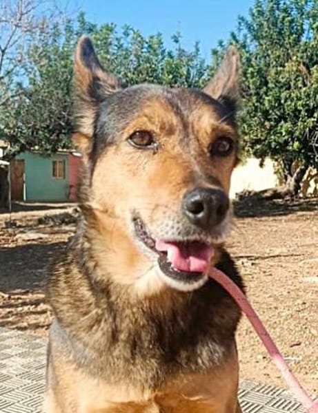 Laika - hofft auf ein warmes Körbchen