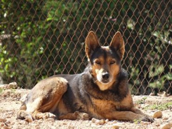 Laika - hofft auf ein warmes Körbchen