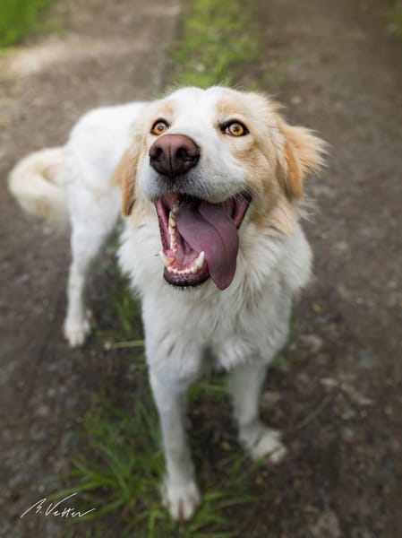 Ein cooler Typ - Attila wunderschön