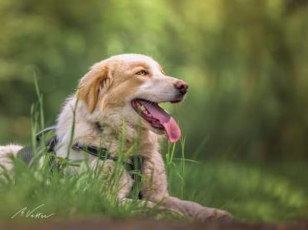 Ein cooler Typ - Attila wunderschön