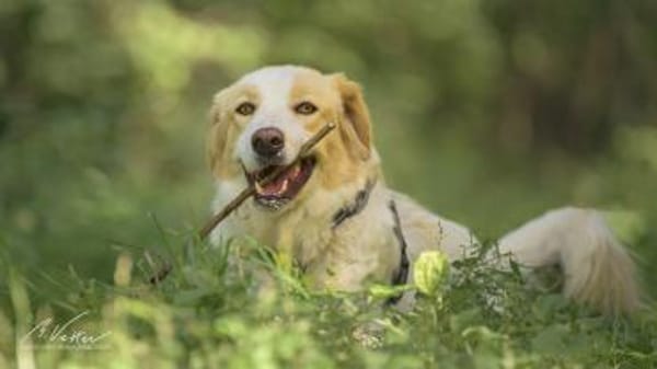 Ein cooler Typ - Attila wunderschön