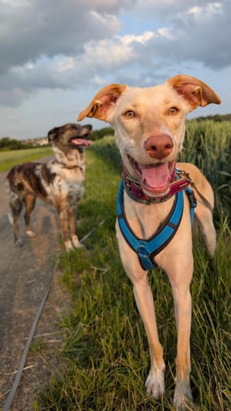 Laika - die Sportliche