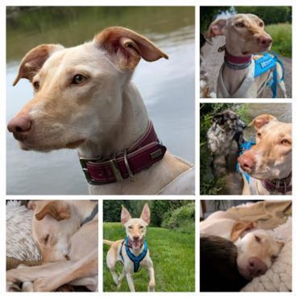 Laika - die Sportliche