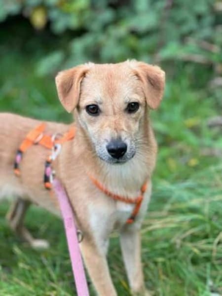 LINCHEN -neugierig, offen und verspielt-