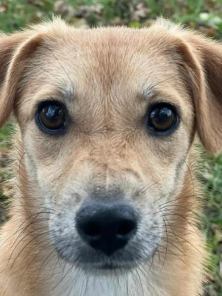 LINCHEN -neugierig, offen und verspielt-