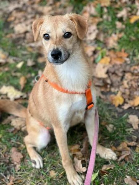 LINCHEN -neugierig, offen und verspielt-