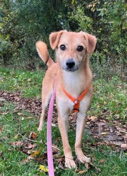 LINCHEN -neugierig, offen und verspielt-