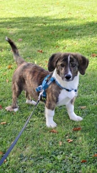 Kleine IANA sucht ihr Glück.