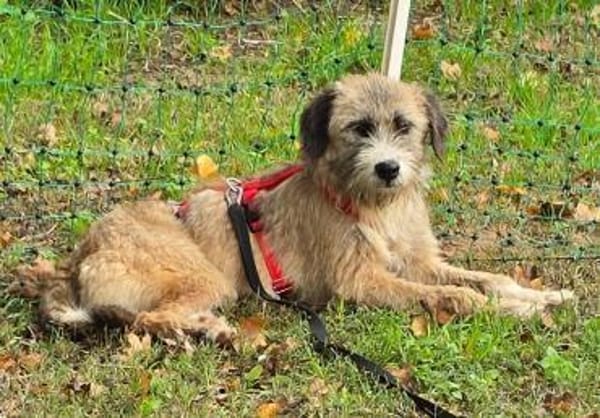 Dixy - verträglich und lernwillig- in DE