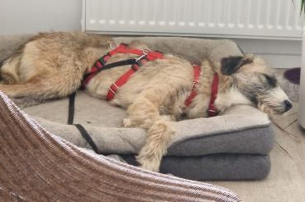 Dixy - verträglich und lernwillig- in DE