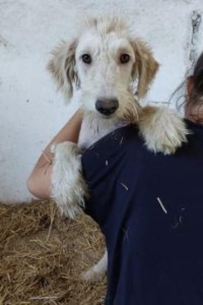 Filia 59 cm (Pflegestelle)