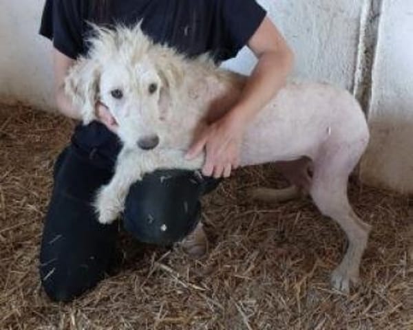 Filia 59 cm (Pflegestelle)