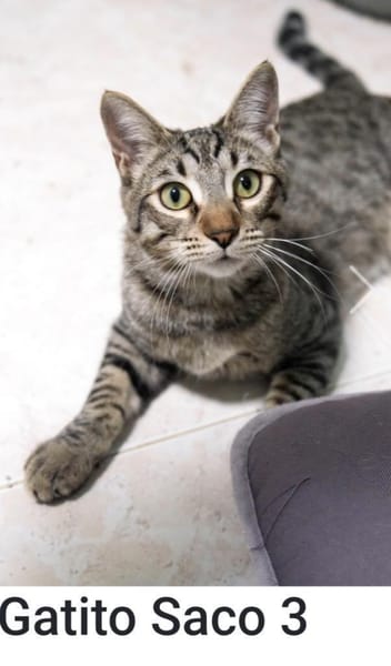 Junger, lieber, verträglicher Kater Saco