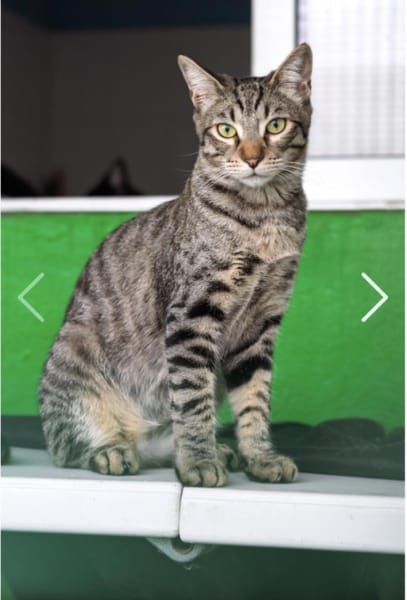 Junger, lieber, verträglicher Kater Saco