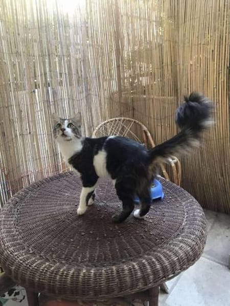 Zazou aus dem Tierschutz