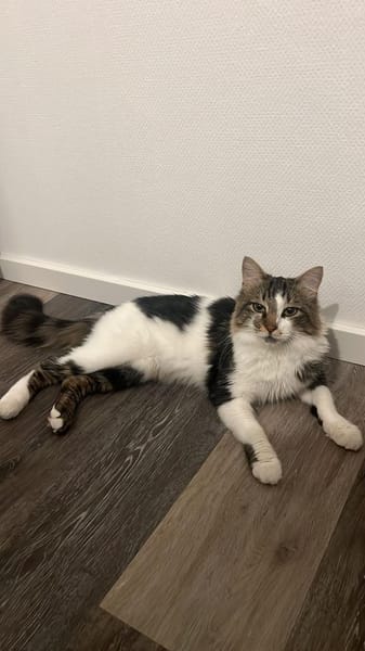 Zazou aus dem Tierschutz