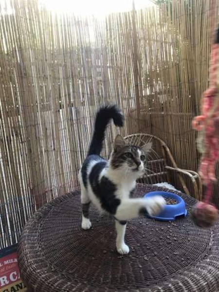 Zazou aus dem Tierschutz