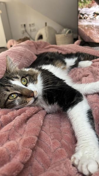 Zazou aus dem Tierschutz