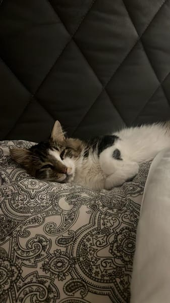 Zazou aus dem Tierschutz