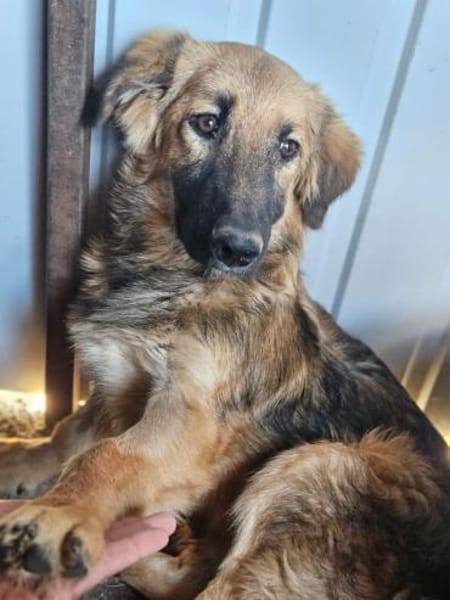 🌸🐾 JURI sucht ein Zuhause 🐾🌸