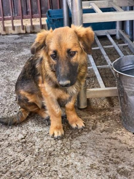 🌸🐾 JURI sucht ein Zuhause 🐾🌸