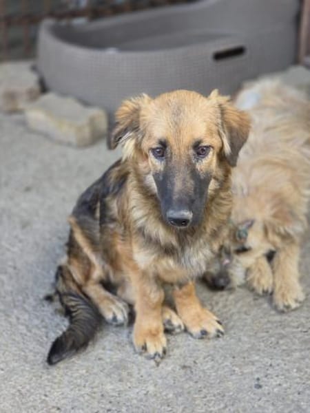 🌸🐾 JURI sucht ein Zuhause 🐾🌸