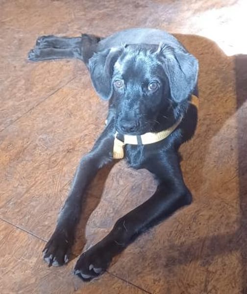 Scorpius  ist ein kleines Hundekind