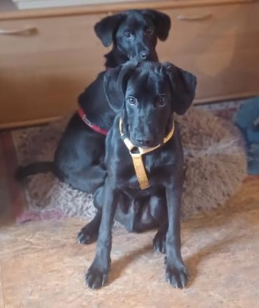 Scorpius  ist ein kleines Hundekind