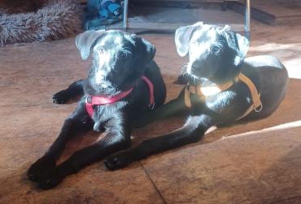 Scorpius  ist ein kleines Hundekind