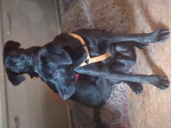 Scorpius  ist ein kleines Hundekind