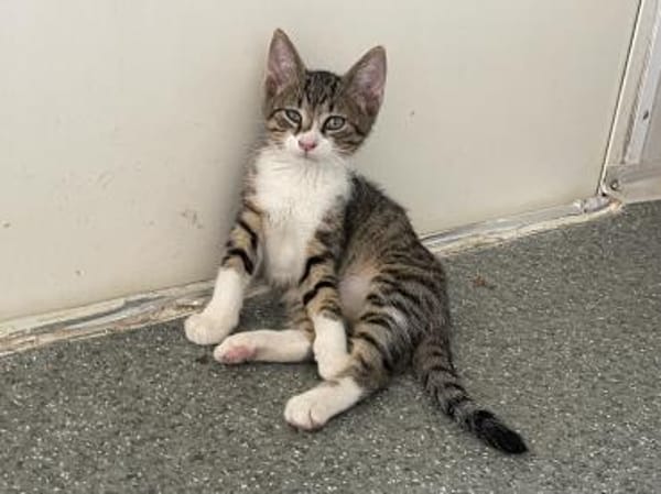 Jasper - kl. Entdecker sucht gr. Glück