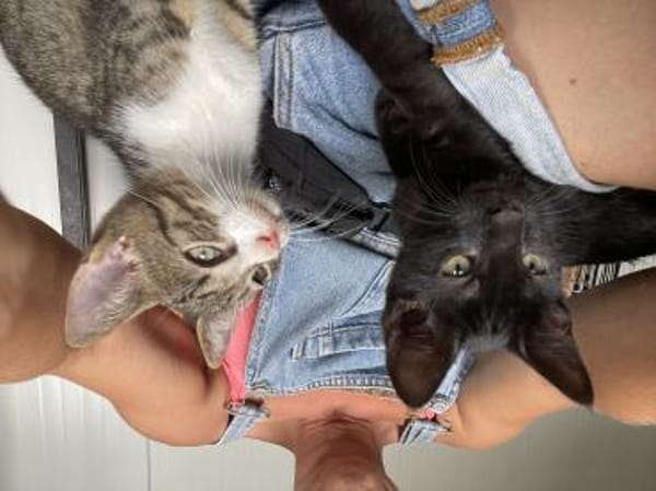 Jasper - kl. Entdecker sucht gr. Glück