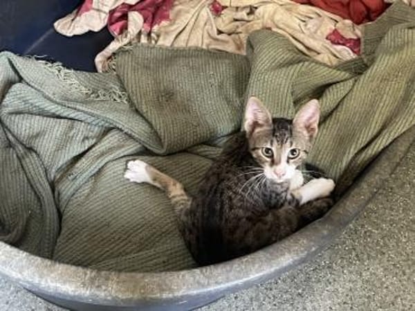 Jasper - kl. Entdecker sucht gr. Glück