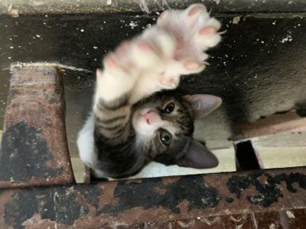 Jasper - kl. Entdecker sucht gr. Glück