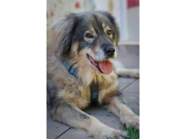 Kasper  Gnadenplatz gesucht!