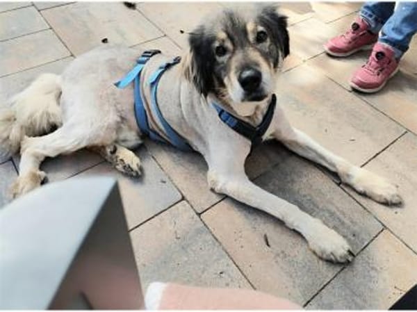 Kasper  Gnadenplatz gesucht!