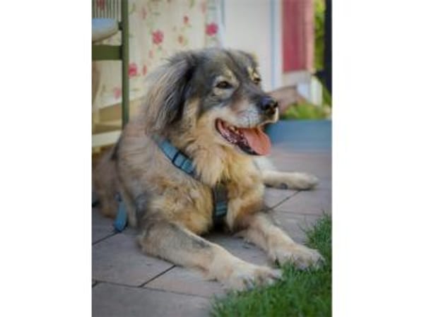 Kasper  Gnadenplatz gesucht!