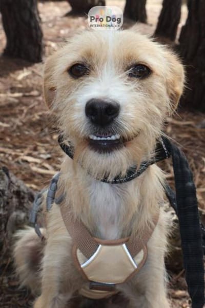 Maggie auf Pflegestelle