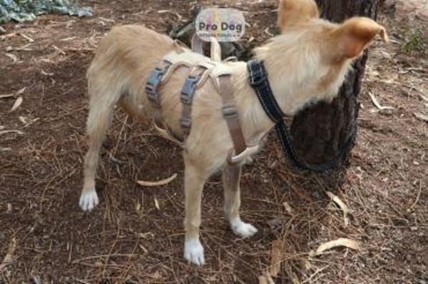 Maggie auf Pflegestelle