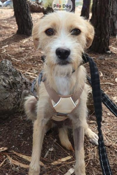 Maggie auf Pflegestelle