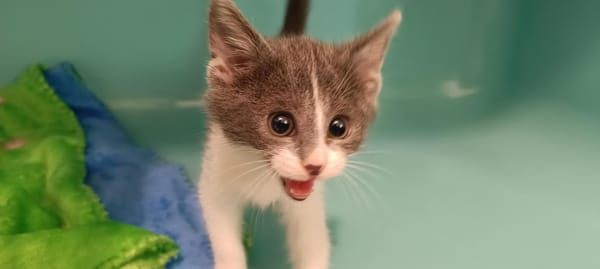 Vinty (En cours d'adoption)