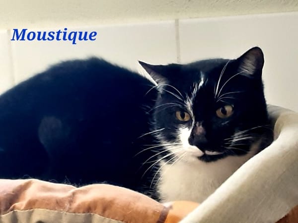 Moustique