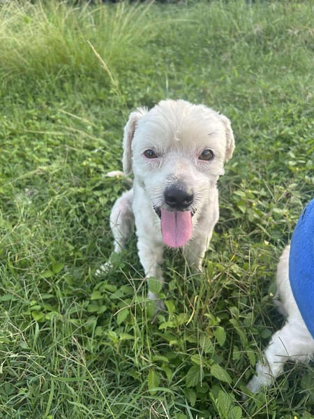 CHABIN la boule d'amour créole