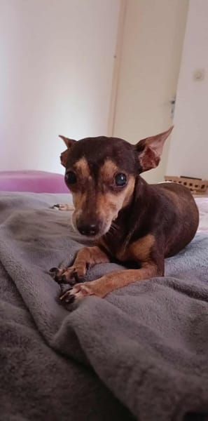 DAISY la belle chihuahua