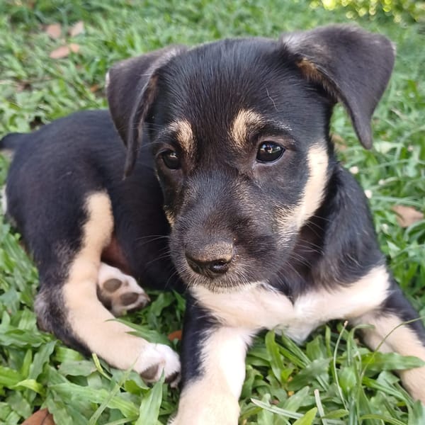 AYLA, chiot femelle Berger Créole