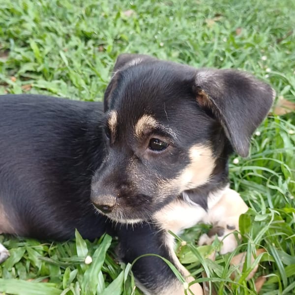 AYLA, chiot femelle Berger Créole