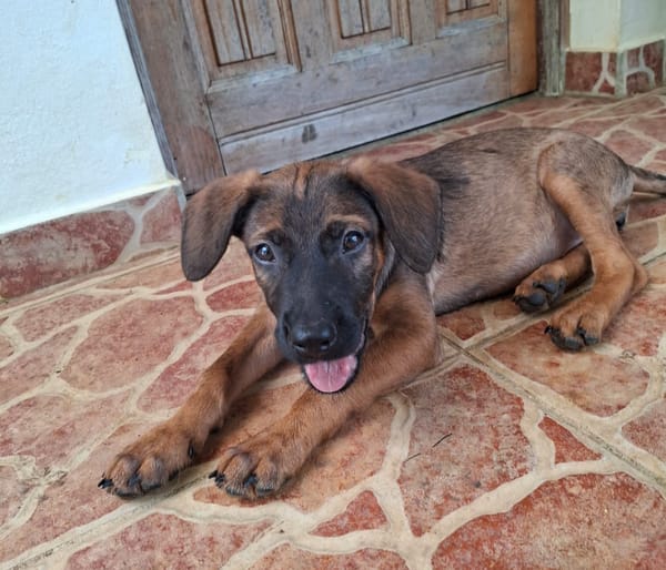 LUMA, chiot Berger Créole femelle